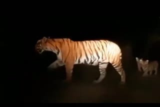 Panic in the area after the movement of tigress and cubs in Haldi Pantnagar area