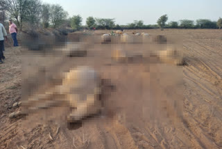 Cows death due to food poisoning in Nagaur