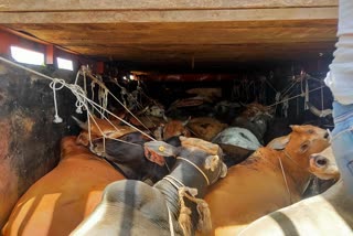 Cattle Smuggling