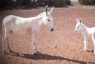 Donkey farming and modeling center in Ira