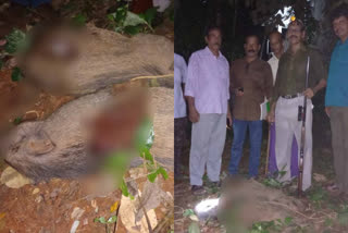 kl_kkd_06_03_boar_shoot_7203295  two boar has been killed in kozhikode  കാട്ടുപന്നി ശല്യം രൂക്ഷം കോഴിക്കോട് കാട്ടുപന്നികളെ വെടിവെച്ചു കൊന്നു  കോഴിക്കോട് കാട്ടുപന്നികളെ വെടിവെച്ചു കൊന്നു