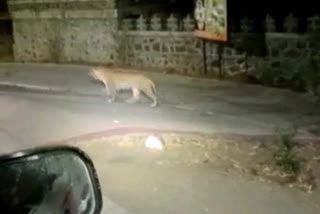 Leopard Seen At Shiveneri Fort