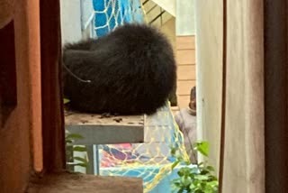 bear sitting on the window floor in Hospete