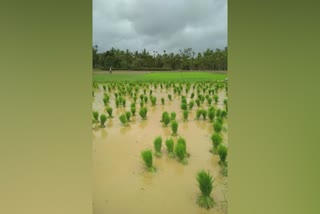 പാലക്കാട് ഒന്നാംവിള നെൽകൃഷി  പാലക്കാട് ഒന്നാംവിള ഒരുക്കങ്ങള്‍  ഒന്നാംവിള ഞാറ്റടി നടീല്‍  palakkad first crop cultivation preparations  palakkad paddy cultivation latest