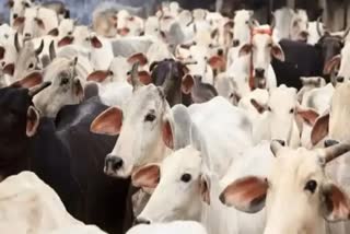 8 cows died again in Berasia