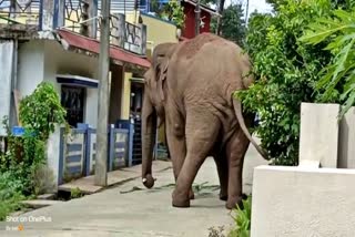 elephant-entering-to-village-in-sakleshpura