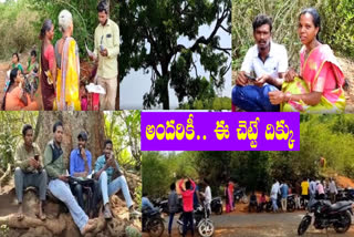 Special Story on Tree At Alluri District