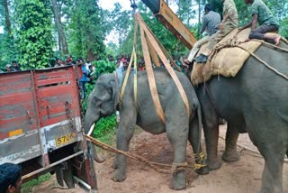 elephant-caught-by-forest-men-in-kodagu