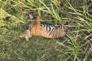 Tiger panic in Khatima