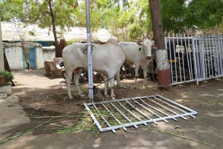 12 Cattle Seized Worth 3,55,000 In Malegaon