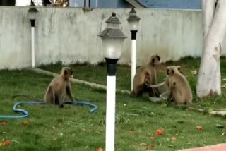 Langur camp in Dhamtari