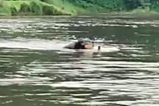 pampa river violent elephant Rescued  ഇടഞ്ഞ ആന ആറ്റില്‍ കഴിഞ്ഞത് നാലു മണിക്കൂര്‍  പത്തനംതിട്ടയിൽ ഇടഞ്ഞ ആന ആറ്റില്‍ ചാടി  pampa river violent elephant