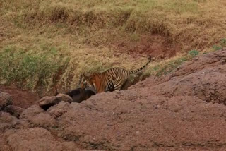 Narmadapuaram news Tiger hunting Sambar visual goes viral