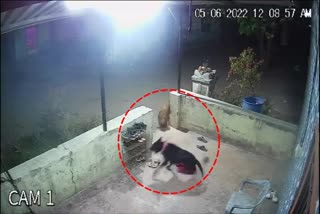 Leopard entered a residential area in Mungsare village of Nashik, attacked a pet dog