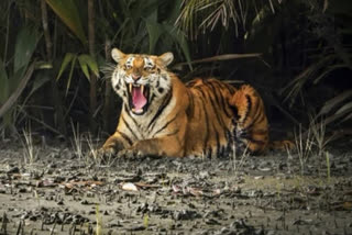 Tiger on the loose in Andhra Pradesh's Kakinda, villagers in panic