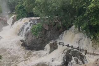 ஒகேனக்கல்லில் ஆர்ப்பரிக்கும் வெள்ளம் - சுற்றுலா பயணிகளுக்கு குளிக்க தடை..