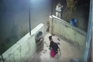 Leopard kills dog in Nashik, captured on CCTV