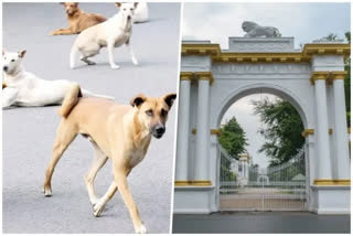 Raj Bhawan called Kolkata Corporation to get rid of stray dogs
