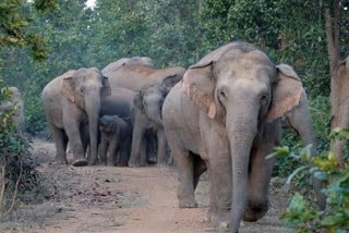 mankha-elephant-is-taking-lives-of-people-in-jashpur