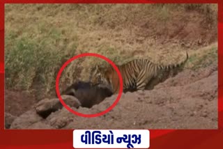 Mp Tiger viral video: વાઘ દ્વારા પોતાનાથી બમણા વજનના સાબરનો લાઈવ શિકાર, જુઓ વીડિયો..