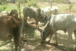 Police caught vehicle of cow smugglers