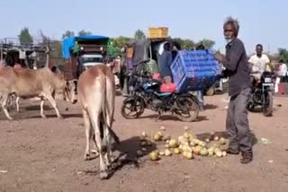 Shivpuri Farmer Loss