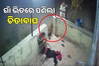 WATCH VIDEO: ଗାଁରେ ପଶି ପୋଷା କୁକୁରକୁ ଚିତାବାଘର ଆକ୍ରମଣ