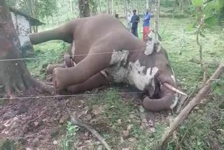 wild elephant death aryankavu  ആര്യങ്കാവിൽ കാട്ടാന വൈദ്യുതാഘാതമേറ്റ് ചെരിഞ്ഞു  കാട്ടാന ഷോക്കേറ്റ് ചെരിഞ്ഞു  elephant death kollam