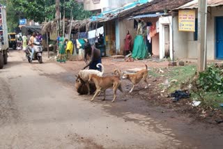 dog lover save the Pet dog from street dog attacks in Hubli