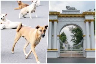 stray dogs in kolkata rajbhawan