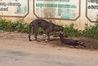 ഒപ്പം നടന്ന നായയെ കൊന്ന് തിന്ന് മറ്റൊരു നായ  കോവളത്ത് നായ മറ്റൊരു നായയെ കൊന്ന് ഭക്ഷിച്ചു  dog killed and ate another dog in kovalam  dog killed and ate another dog in trivandrum  പൂങ്കുളം ഹോളിക്രോസ് സ്‌കൂളിനു മുന്നിൽ നായയെ കൊന്ന് ഭക്ഷിച്ച് മറ്റൊരു നായ