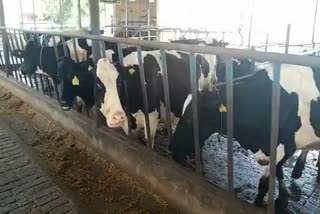 dairy industry in haryana