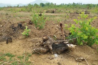 villagers allege of deforestation in boudh