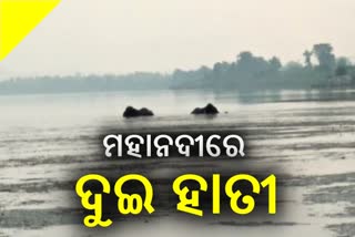 ମହନଦୀରେ ଫସିଛନ୍ତି ଦୁଇ ହାତୀ, ନଜର ରଖିଛି ବନ ବିଭାଗ