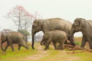 Elephants camped