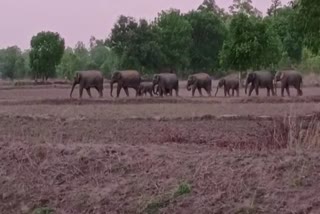 elephants in Kudmura range