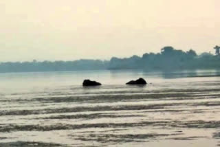 jumbos stuck in Mahanadi river in Cuttack, Elephants stuck in river in Odisha, Odisha elephant news, ಕಟಕ್‌ನ ಮಹಾನದಿ ನದಿಯಲ್ಲಿ ಸಿಲುಕಿರುವ ಆನೆಗಳು, ಒಡಿಶಾದಲ್ಲಿ ನದಿಯಲ್ಲಿ ಸಿಲುಕಿದ ಆನೆಗಳು, ಒಡಿಶಾ ಆನೆ ಸುದ್ದಿ,
