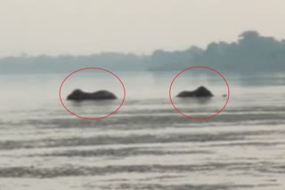 Watch Video: Two jumbos stuck in Mahanadi river