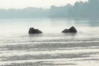 Two jumbos stuck in Mahanadi river