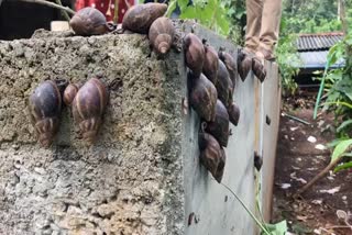 African snails as a threat to the agricultural sector  ഭീഷണിയായി ആഫ്രിക്കന്‍ ഒച്ചുകള്‍  ഉപജീവന മാര്‍ഗം തേടി കര്‍ഷകര്‍  Farmers looking for a livelihood  കര്‍ഷകര്‍ ആശങ്കയില്‍  Farmers worried  ഇടുക്കി മുട്ടുകാട്ടില്‍ കര്‍ഷകര്‍ പ്രതിന്ധിയില്‍  Idukki Muttukattil farmers in the representative  കൃഷിക്ക് ഭീഷണിയായി ആഫ്രിക്കന്‍ ഒച്ചുകള്‍