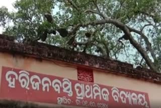 ମହୁମାଛିଙ୍କ କବଳରେ ଛାତ୍ରଛାତ୍ରୀ, ନିଦ୍ରାରେ ଶିକ୍ଷା ବିଭାଗ