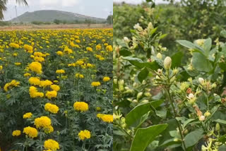 flower harvest in theni district of tamilnadu  harvesting flowers tamilnadu  flower fields in theni district of tamilnadu  flower famers in tamilnadu  തേനിയിലെ പൂപ്പാടങ്ങളില്‍ നിന്നുള്ള കാഴ്‌ച  തേനിയിലെ പൂകൃഷി  വിളവെടുക്കാറായ തേനിയിലെ പൂപ്പാടങ്ങള്‍