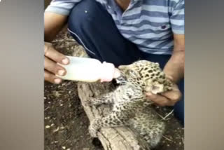 Leopard Cubs Dink Milk