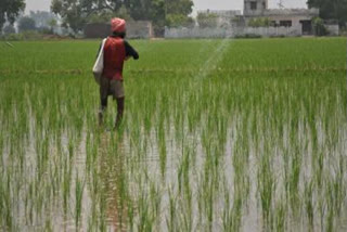 Govt hikes paddy MSP by Rs 100/qtl for 2022-23