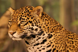 Leopards Statistics