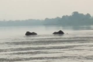 Elephants Got Stuck In The Water