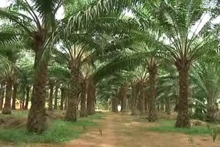 Oil Palm