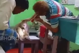 Viral video of injured monkey getting treated in Rohtas