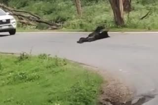 Bear slept in the road in Bandeepur