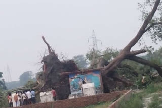 thunderstorm and rain in East Champaran